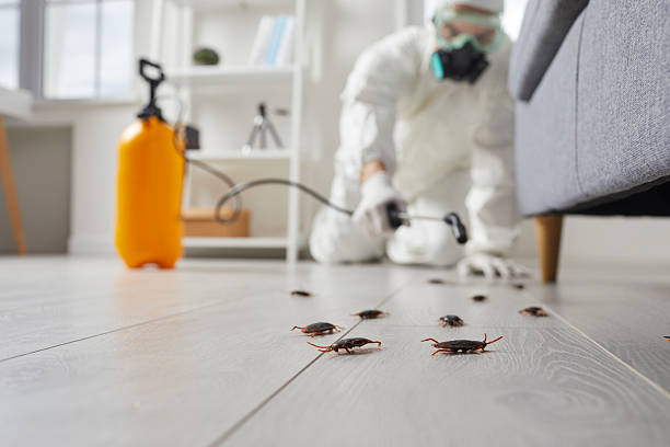 Post-Treatment Bed Bug Interceptor Monitoring in Shoreacres